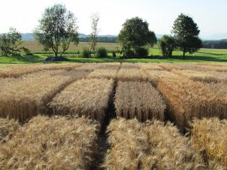 Wheat